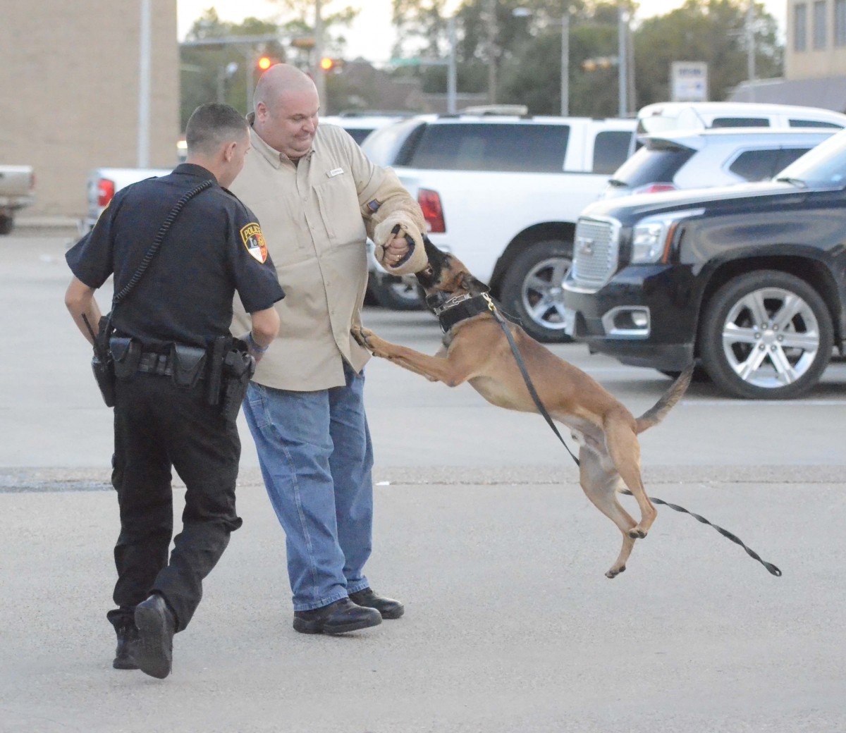 Police K9 Randy New K-9 hits the streets – The Vernon Daily Record